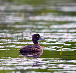 BB 07 0142 / Aythya fuligula / Toppand